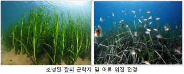 한국수산자원공단, 남해안에 잘피숲 8ha 조성