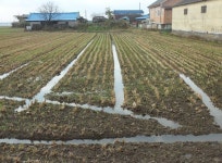 농촌진흥청, 밀과 보리 등 맥류 겨울나기 관리방법 소개