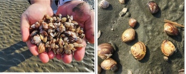 한국수산자원공단 서해본부, 고창군 연안바다목장 사업 추진...갯벌자원 회복 기여