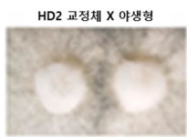 농진청, 유전자 교정 기술로 디지털 육종 초석 마련