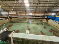 수산자원공단, 여수·고흥 연안에 참문어 포란단지 대규모 이식