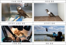 인천시 야생동물구조관리센터, 3년 동안 천연기념물 등 1182마리 구조…47% 이상 자연으로