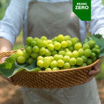 브랜드제로, 김천 생산 고당도 수출용 샤인머스켓 판매 