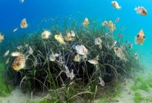 친환경 행보 보폭 넓혀가는 조현준 효성 회장