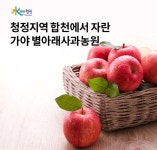 오케이(OK)캐시백 오퀴즈의 11월 21일 오후 4시 현재 합천군 쇼핑라이브 해와인 가야 별아래 사과농원 관련 문제의 정답은?