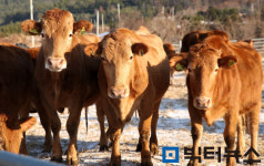 전남 강진군, 내년 한우산업에 112억원 투자