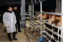 강진군 올해도 한우 고급화에 총력