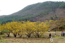 양평 산수유마을, 노란 꽃물결과 농촌 체험이 어우러진 힐링 여행지