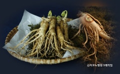 [김성희의 역사갈피] 인삼의 효용가치