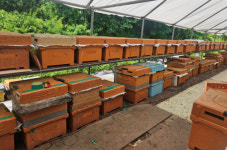 용인특례시, 양봉산업 적극 육성한다