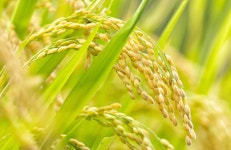 쌀 한가마  22만원