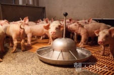 7~8월 아프리카돼지열병 농장단위 방역대책 추진