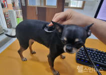 지금처럼 무더운 날, 반려동물 건강 주의점 3가지 [조결 수의사 반∙동∙건 칼럼]