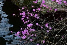 [포토] 봄을 재촉하는 장성호 수변길 진달래