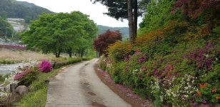 평창군 느므즈므 설렘길 야생화 만발