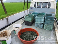 제초용 왕우렁이 집중 수거 실시