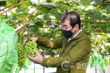 김충섭 김천시장, 영농현장 목소리를 듣다