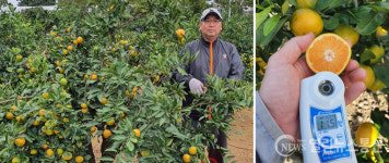 서귀포 감귤 온라인유통 플랫폼, 서귀포 감귤 LIVE 페스타 19일 런칭