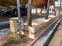 평창군, 군청길 소나무 112본 관리사업 집중 추진