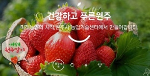 원주시 농업기술센터, 치악산 딸기 지역 특산물로 정착