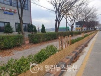 해남군, 가로수를 도로공원으로... 아름다운 가로경관 만들기