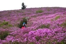 보성군,  전국 최대 철쭉군락지 조성한다