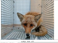 강릉 출몰 여우, 소백산에서 방사한 여우로 밝혀져