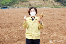 김보라 안성시장, 보개면 유기인삼 수확 현장방문