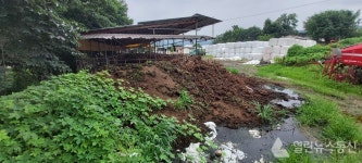 안성시, 가축분뇨 배출 위반 무더기 적발 무려 52건