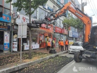 안동시,은행나무 가로수 열매 제거사업 실시
