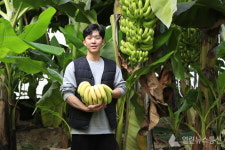 대표적 열대작물 바나나…진도군에서 수확 한창