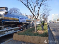 수원시, 제설제 염분 피해 가로수 회복 작업