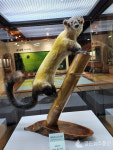 순창에서 멸종위기 야생동물을 만나다! 궁금한 야생동물_박제 展