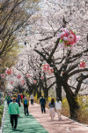 [포토] 동대문구 장안벚꽃길 벚꽃 만개…이번 주말 절정