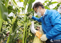 금천구, 온 가족이 함께하는 옥수수 수확 체험 개최