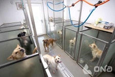 용인시 동물보호센터 유기 반려동물의 사랑의 보금자리 새로운 시작 돕는다