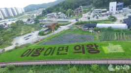 의왕시, 벼아트·연꽃 볼거리로 눈이 즐거운 백운호수, 왕송호수 일대 명소 각광