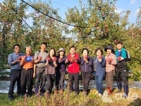 경기도의회 김성남 위원장, 포천시 사과 수확 봉사활동 펼쳐