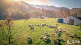 강원도 11월 방문객, 양떼목장 등 동물 체험 관광지 주로 찾아
