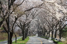 보성으로 벚꽃구경 오세요... 아름다운 길 100선 선정