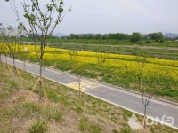 구리시, 왕숙천변 왕벚나무 159주 식재..긍정적인 효과 제공