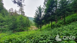 보성군, 수국과 편백나무 6만본...치유, 소통의 숲 윤제림