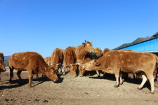제1회 합천황토한우축제 개최...우량암소 보유 두수 전국 1위