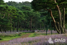 수원시 노송 숲·정조로 테마 가로수길 산림청 모범 도시 숲 선정
