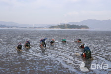 꼬막의 고장 보성군, 뻘배 타고 벌교 갯벌을 누빈다!