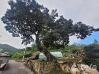 신안군, 400년 수령 주민 사랑방 왕할머니 팽나무 역사