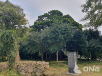 신안군, 400년 수령 주민 사랑방 왕할머니 팽나무 역사