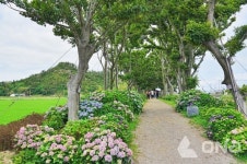 신안군, 400년 수령 주민 사랑방 왕할머니 팽나무 역사