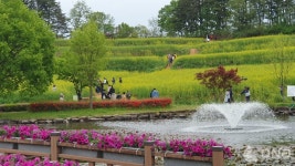 예천군, 유채꽃·청보리 만개한 회룡포 봄꽃축제 개최