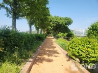 무안군, 6월 1일 회산백련지500m 황토 맨발길 개장